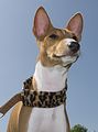 Basenji KSM Muenster 2014 (1054)